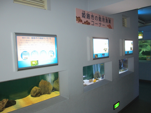姫路市立水族館『栽培漁業コーナー』開設　姫路市