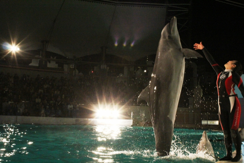 神戸市立須磨海浜水族園がゴールデンウィーク夜間開園を開催