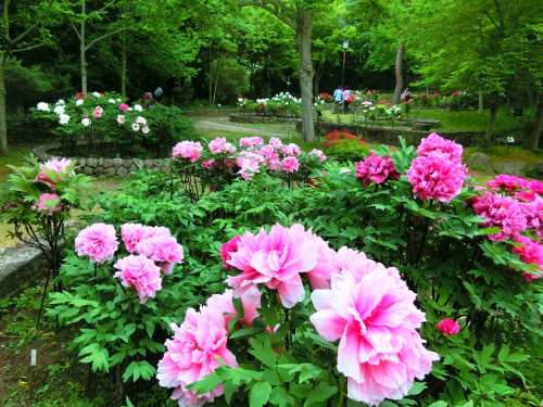 須磨離宮公園のボタンの花がまもなく見ごろに