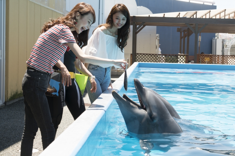 須磨海浜水族園『イルカの餌やり体験』毎日開催　神戸市須磨区 [画像]