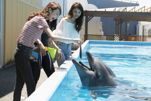 須磨海浜水族園『イルカの餌やり体験』毎日開催　神戸市須磨区