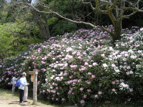 神戸市立森林植物園『新緑 つつじ・しゃくなげ散策』　神戸市北区