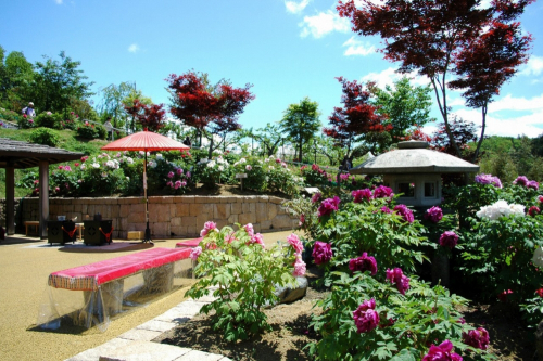 『長谷牡丹園 春季開園』開園　宝塚市