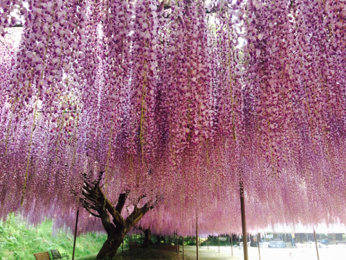 白毫寺（びゃくごうじ）『第17回 九尺ふじまつり』丹波市