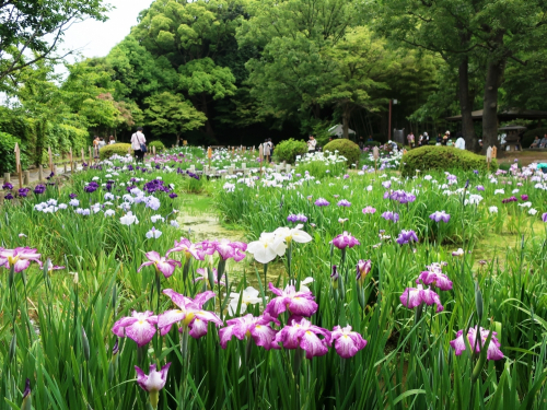 須磨離宮公園『花しょうぶ観賞会』　神戸市須磨区