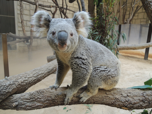神戸市立王子動物園に新たなコアラ「ピーター」が来園　神戸市灘区
