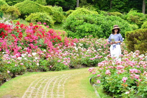 六甲山カンツリーハウス『バラの小径 ローズウオーク』　神戸市灘区