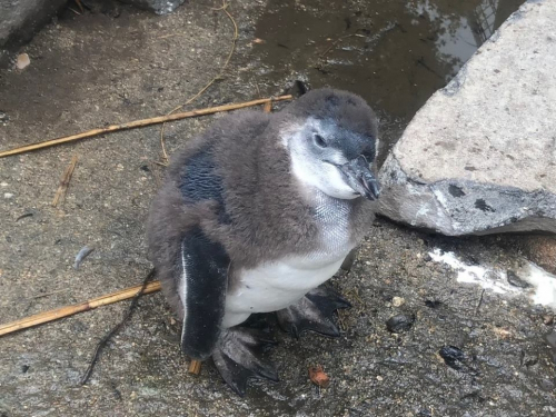 須磨海浜水族園『マゼランペンギンのヒナ誕生』　神戸市須磨区