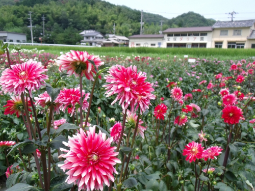 『宝塚ダリア園』夏季開園　宝塚市