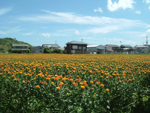 『うらべ紅花まつり』 たつの市