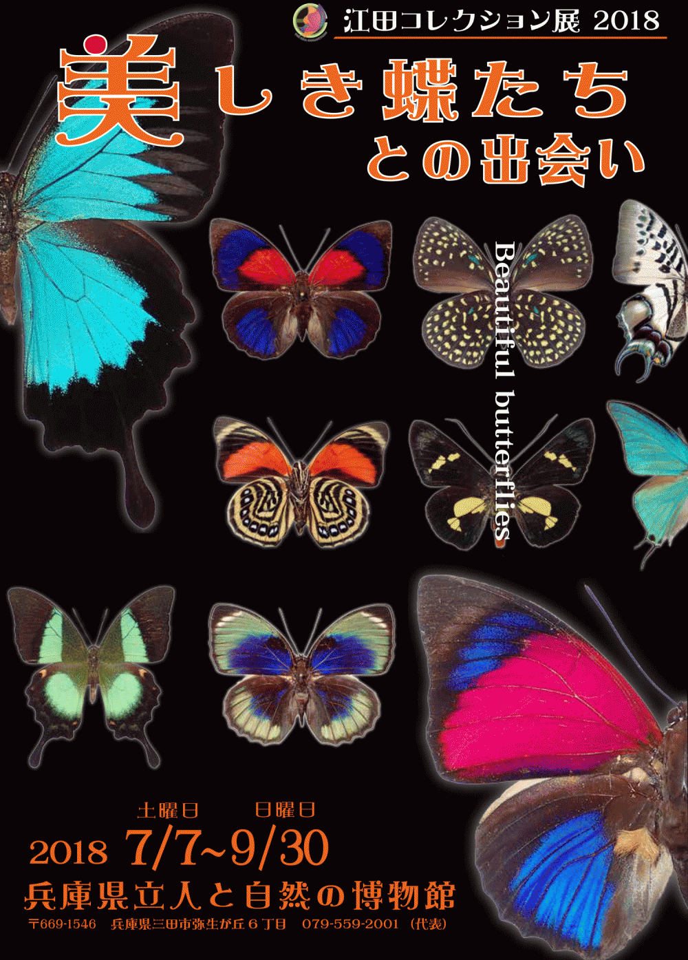 蝶の標本　ユニークなタテハの世界(1A)