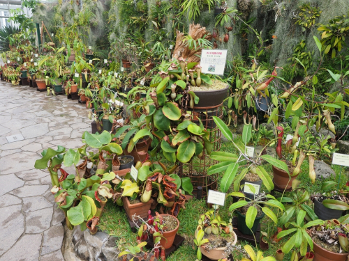 兵庫県立フラワーセンター『食虫植物特別展示』加西市