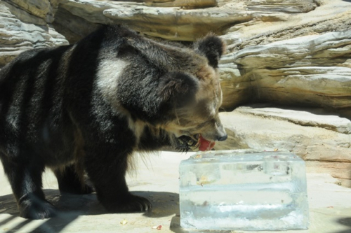 神戸市立王子動物園　クマに氷をプレゼント　神戸市灘区