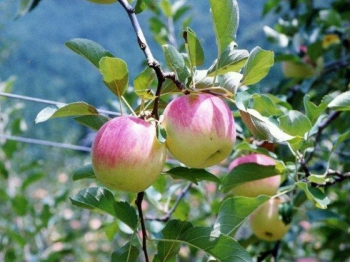 原観光りんご園で『りんご狩り』　宍粟市