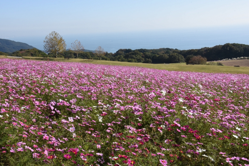 あわじ花さじき