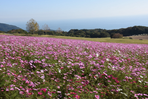 北淡路の花みどり施設を巡る「フラワーリングバス」期間限定で運行