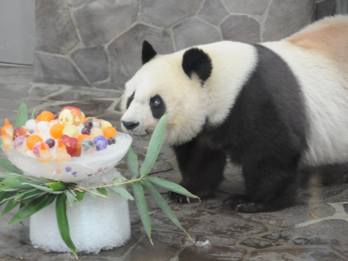 特製かき氷をプレゼント　ジャイアントパンダ「タンタンのお誕生日会」　王子動物園