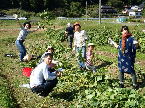 たんばJUNちゃん農園『丹波黒枝豆狩りとサツマイモの収穫体験』丹波市