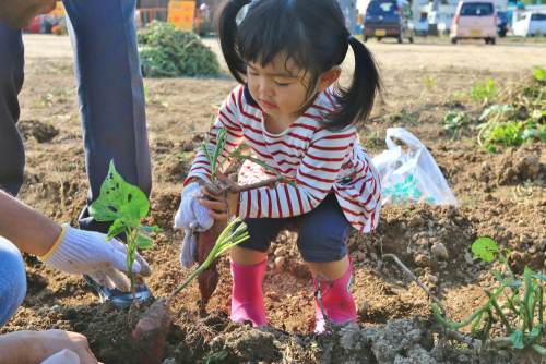 小束野農園 『サツマイモ掘り』神戸市西区