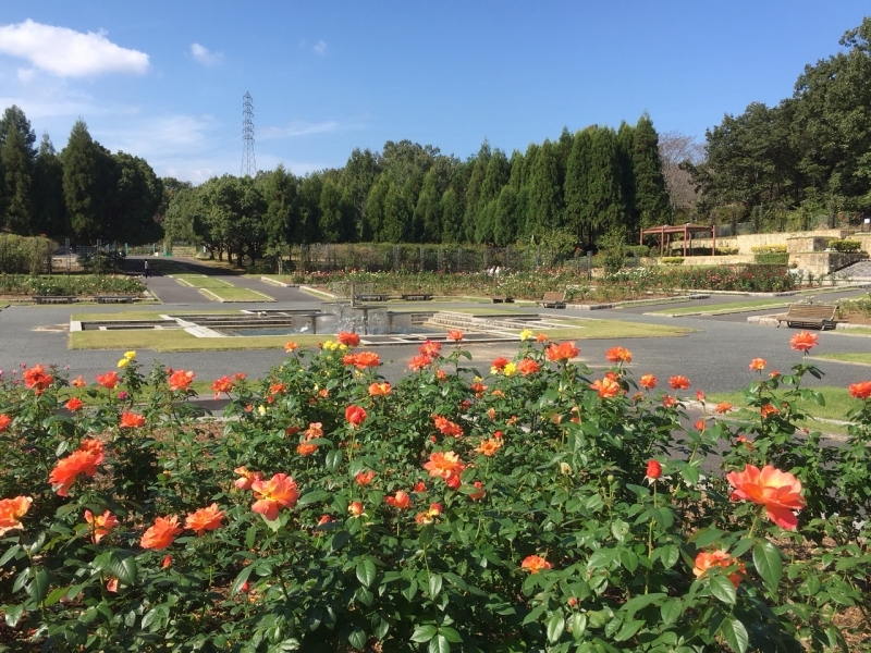 県立播磨中央公園『秋のばらまつり』　加東市 [画像]