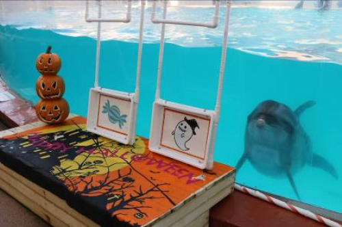 神戸市立須磨海浜水族園『Happy Halloween！トリックorスマスイ』