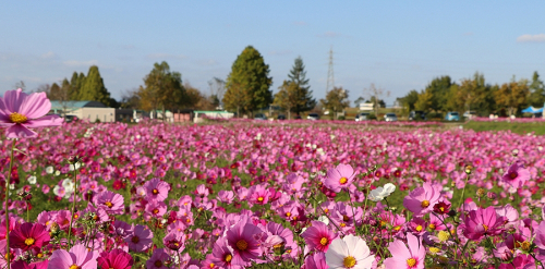 ひまわりの丘公園　約380万本のコスモスが咲き誇る　小野市
