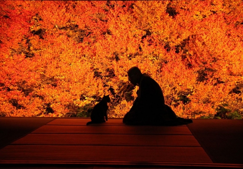 但馬安國禪寺 ドウダンツツジの紅葉を一般公開 豊岡市 [画像]