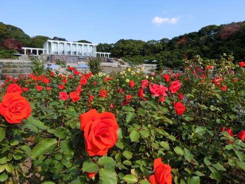 須磨離宮公園『秋のローズフェスティバル2018』　神戸市須磨区