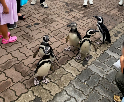 須磨海浜水族園『ペンギンお散歩ライブ』　神戸市須磨区