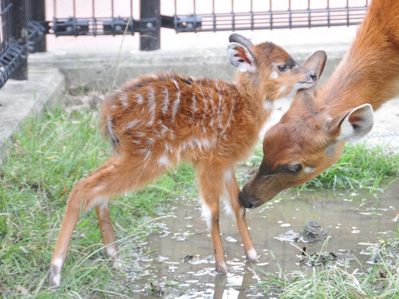 王子動物園『シタツンガの赤ちゃん誕生』神戸市灘区 [画像]