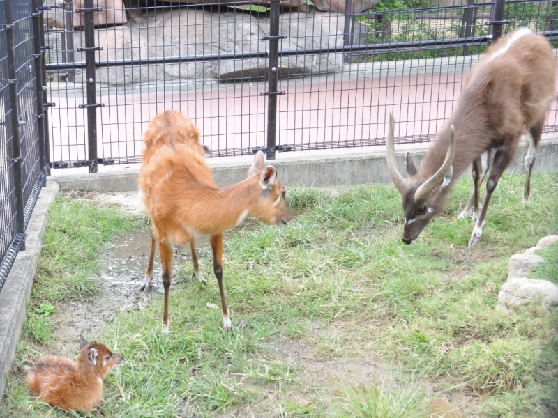 王子動物園『シタツンガの赤ちゃん誕生』神戸市灘区 [画像]