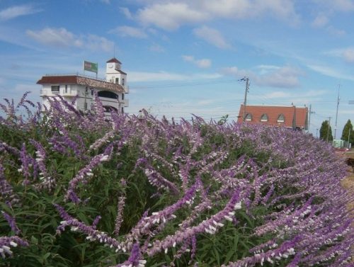 パルシェ 香りの館 香りの湯「秋の花」が見ごろ　淡路市