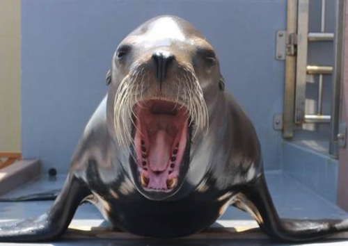 須磨海浜水族園『みんなで叫べ！スマスイ大声王者決定戦』　神戸市須磨区