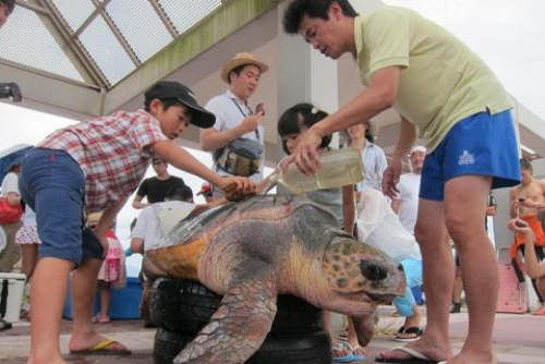 神戸空港でウミガメの観察会『ウミガメ・エコツーリズム』　神戸市中央区