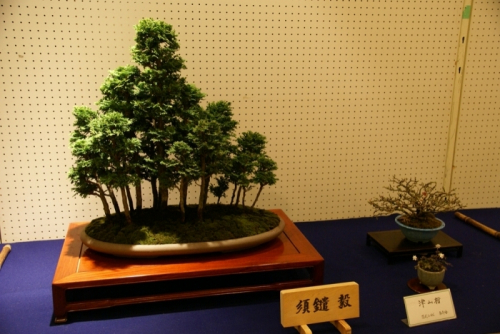 緑の相談所展示会『秋季盆栽作品展』　姫路市