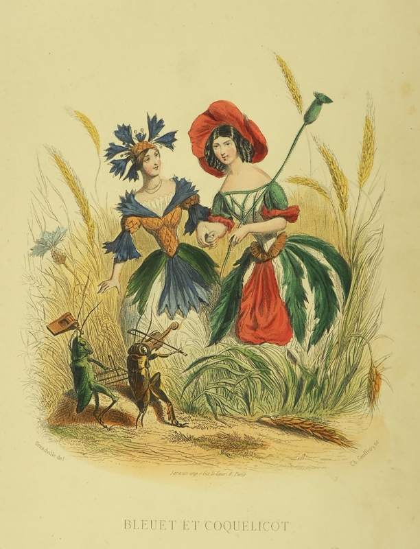 『生きている花々』（1867年・初版1847年）より《ヤグルマギクとヒナゲシ》