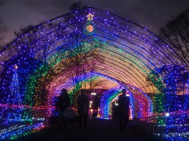 兵庫県立フラワーセンター 『花と光のクリスマス』加西市 [画像]