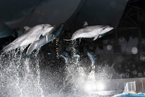 須磨海浜水族園『クリスマスナイトアクアリウム』神戸市須磨区