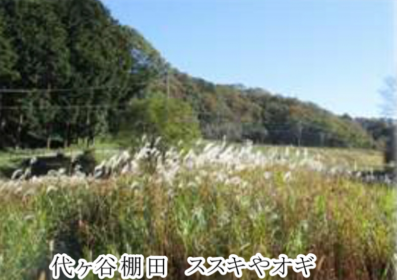 あいな里山公園の紅葉が見ごろに　神戸市北区 [画像]