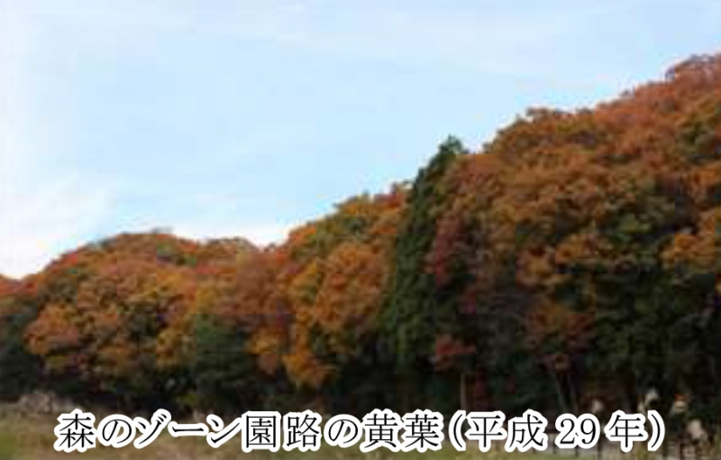 あいな里山公園の紅葉が見ごろに　神戸市北区 [画像]