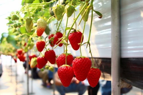 『イチゴ狩りプレオープン』神戸市北区の各地区