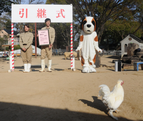 王子動物園『干支の引継式と干支展「イノシシ」』神戸市灘区