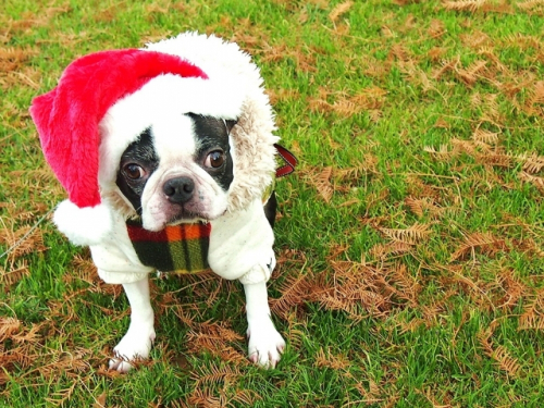 明石公園で愛犬家のためのクリスマスイベント『サンタドッグ2018』