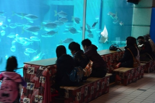 須磨海浜水族園『こたつで魚鑑賞』　神戸市須磨区