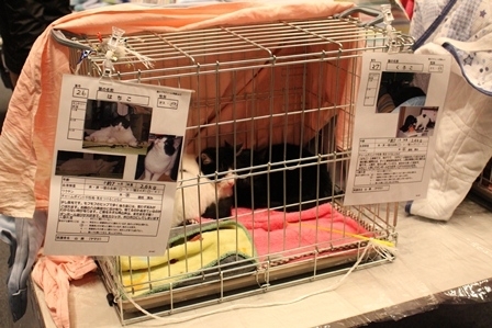 『第36回 保護猫の譲渡会』　神戸市中央区 [画像]