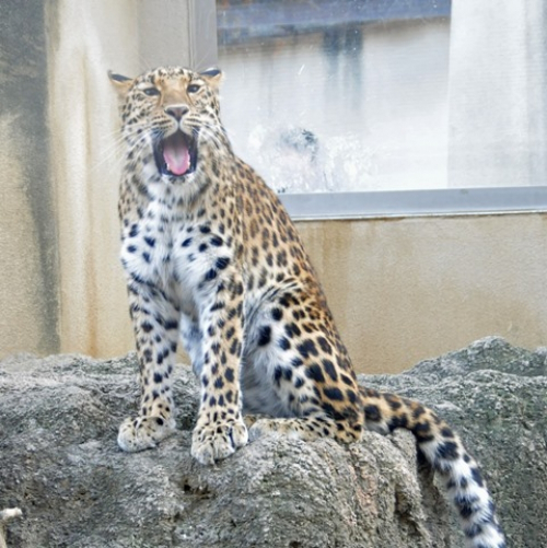 神戸市立王子動物園『にゃんにゃんネコの日』　神戸市灘区