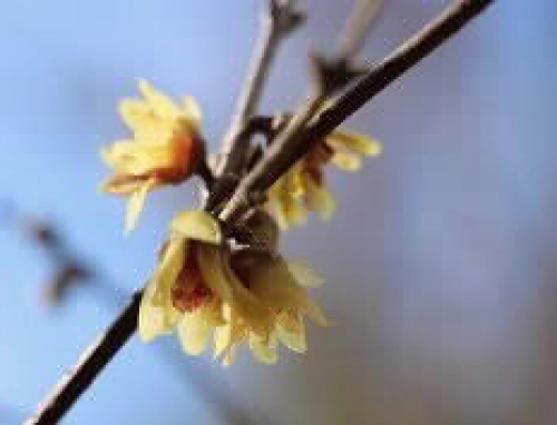 神戸市立森林植物園『冬の森の魅力！　雪中四友と冬芽』　神戸市北区