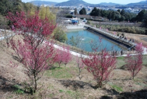 広田梅林ふれあい公園 梅が見ごろ  南あわじ市