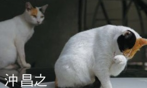 沖昌之「残念すぎるネコ」写真展×神戸市営地下鉄スタンプラリー