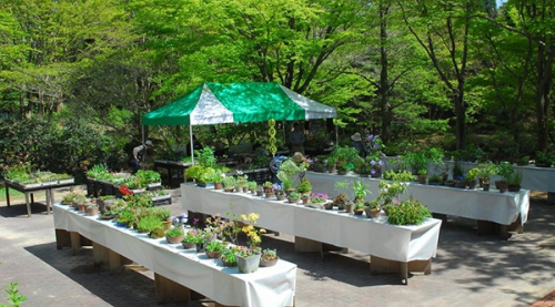 六甲高山植物園『初夏の高山植物展』神戸市灘区